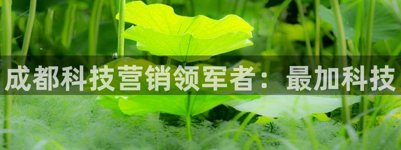 金年会是正规平台吗